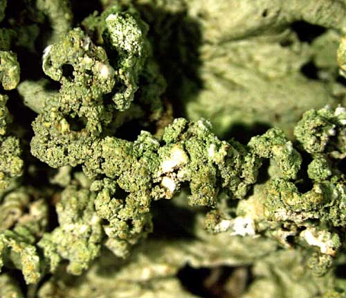 Parmotrema praesorediosum