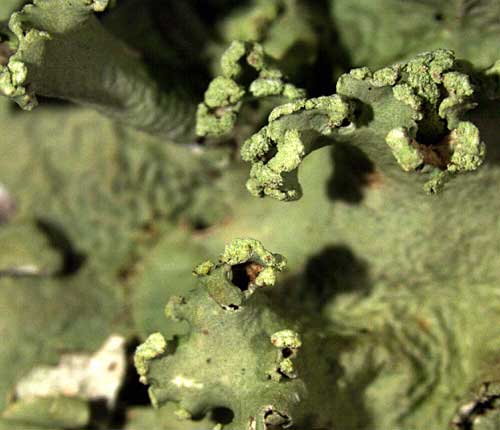Parmotrema praesorediosum