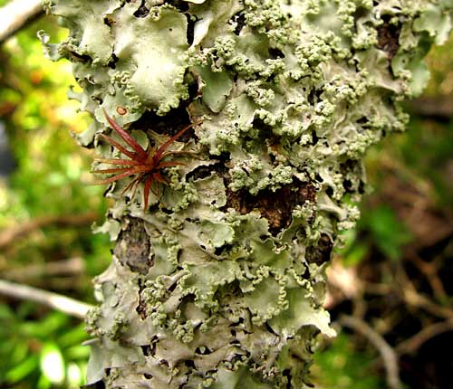 Parmotrema praesorediosum