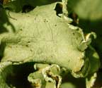 Parmotrema rampoddense