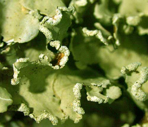 Parmotrema rampoddense
