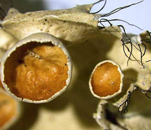 Parmotrema subrigidum