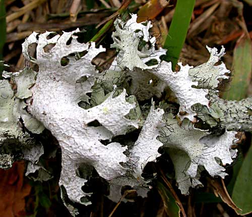 Parmotrema subrigidum