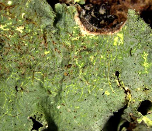 Parmotrema sulphuratum