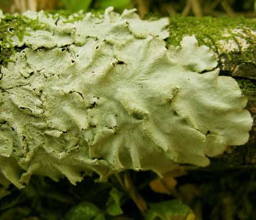 Parmotrema tinctorum