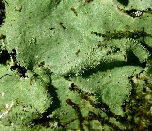 Parmotrema tinctorum