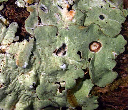 Parmotrema wrightii