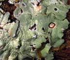 Parmotrema wrightii