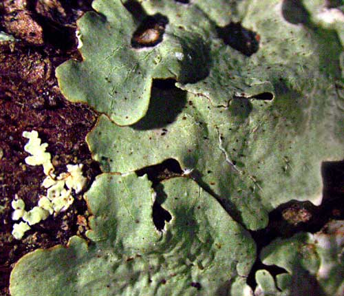 Parmotrema wrightii