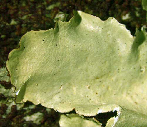 Parmotrema zollingeri