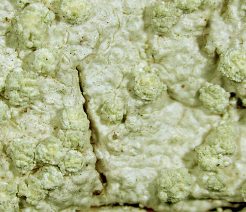 Pertusaria commutata
