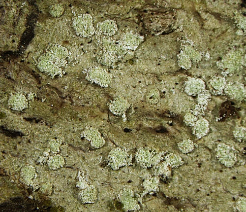 Pertusaria expolita