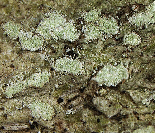 Pertusaria expolita