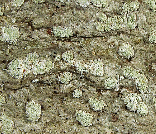 Pertusaria expolita