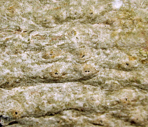 Pertusaria pycnothelioides