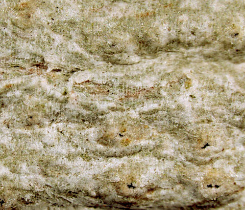 Pertusaria pycnothelioides