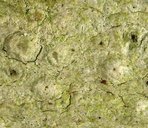 Pertusaria rigida
