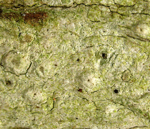 Pertusaria rigida