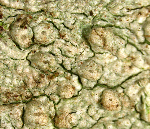 Pertusaria subrigida