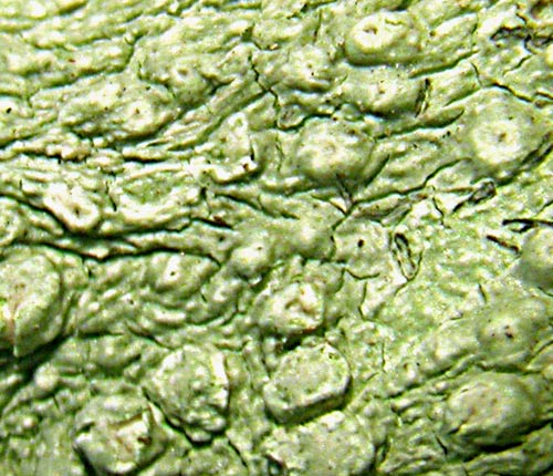 Pertusaria tetrathalamia