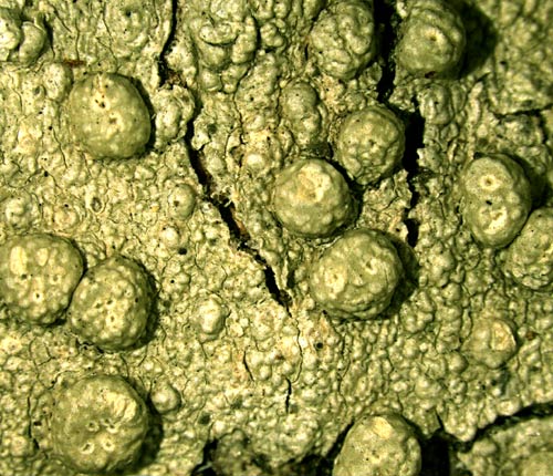 Pertusaria tetrathalamia