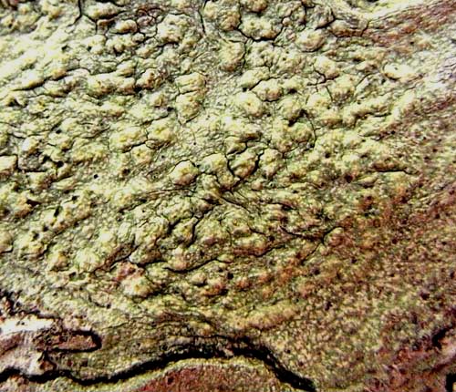 Pertusaria xanthodes
