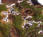 Phaeographis asteroides