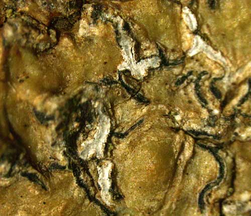 Phaeographis asteroides