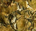 Phaeographis asteroides