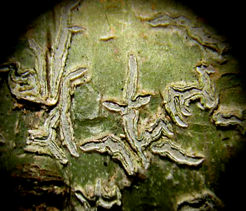 Phaeographis asteroides