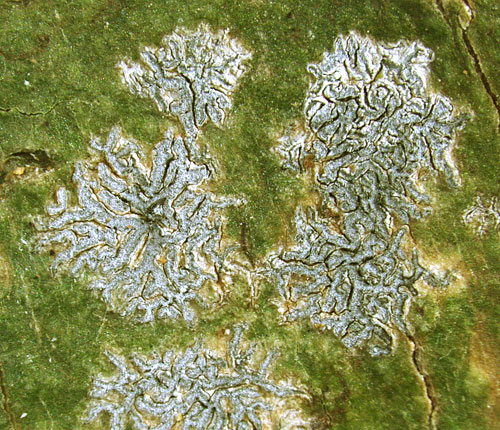 Phaeographis brasiliensis
