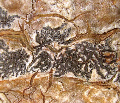 Phaeographis brasiliensis