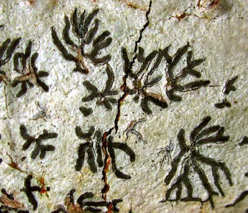 Phaeographis delicatula