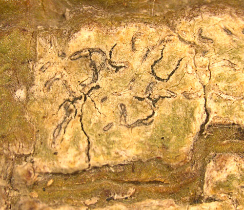 Phaeographis dividens