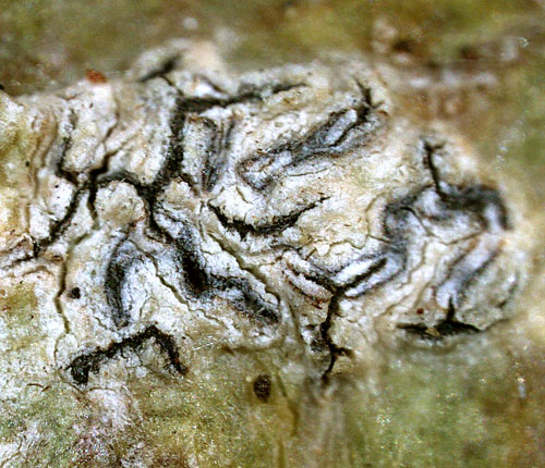 Phaeographis dividens