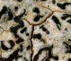 Phaeographis fusca?