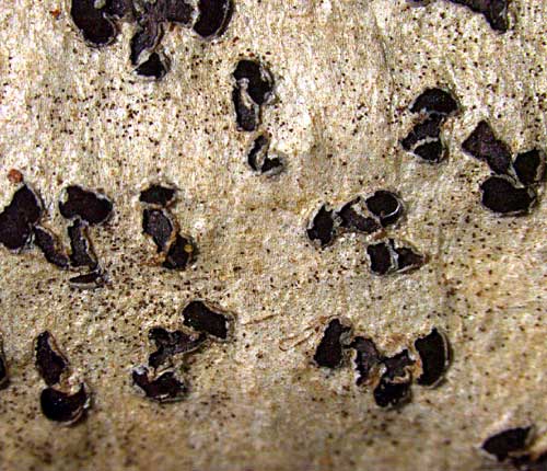 Phaeographis fusca?