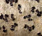 Phaeographis fusca?