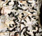 Phaeographis fusca?