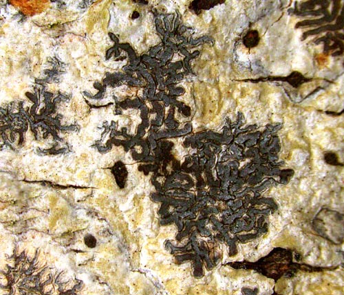 Phaeographis inconspicua