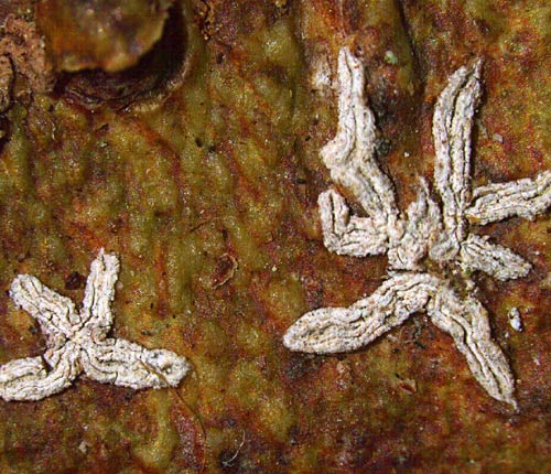 Phaeographis leiogrammodes?