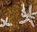 Phaeographis leiogrammodes?