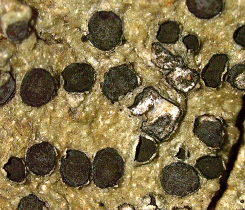 Phaeographis lobata