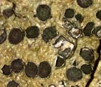 Phaeographis lobata