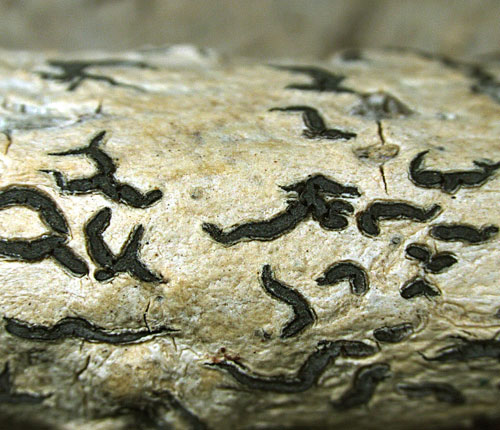 Phaeographis nylanderi
