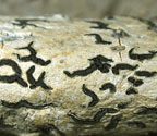 Phaeographis nylanderi