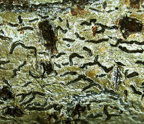 Phaeographis nylanderi
