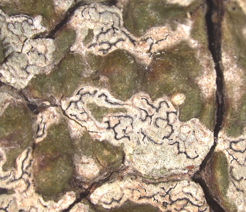Phaeographis pseudostromatica