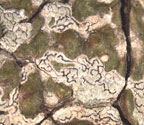 Phaeographis pseudostromatica