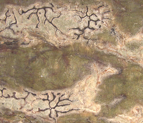 Phaeographis pseudostromatica